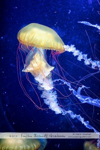 Pacific Sea Nettle jellyfish