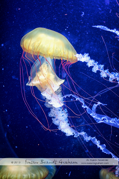 pollux awards, Pacific Sea Nettle jellyfish
