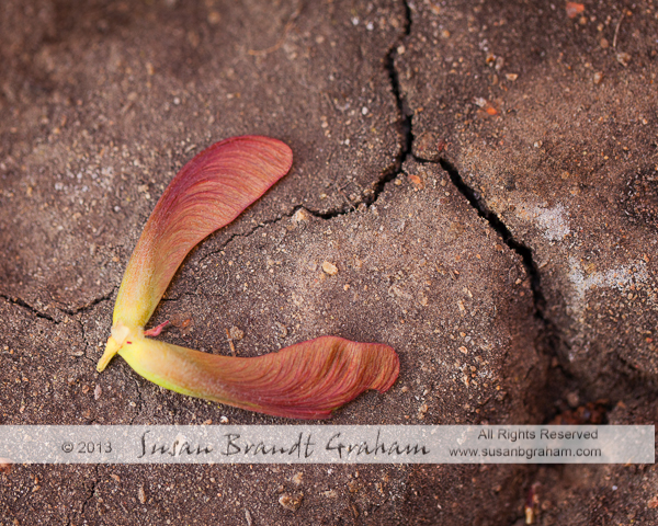 maple tree seed