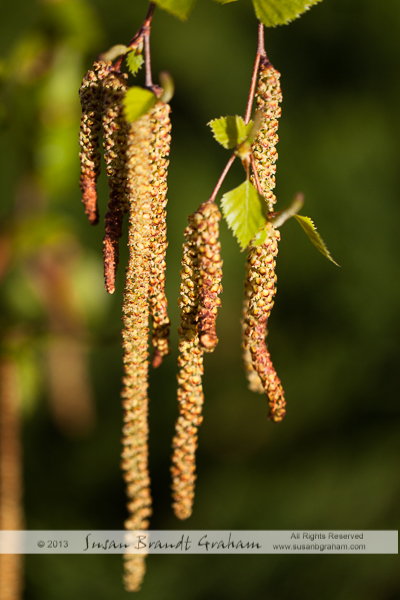 Birch catkins