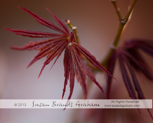 Japanese maple trees