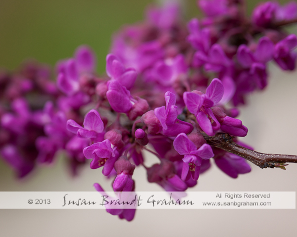 redbud 'Oklahoma'