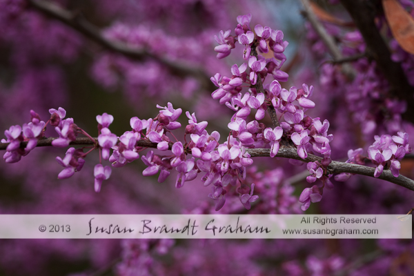 flowering tree