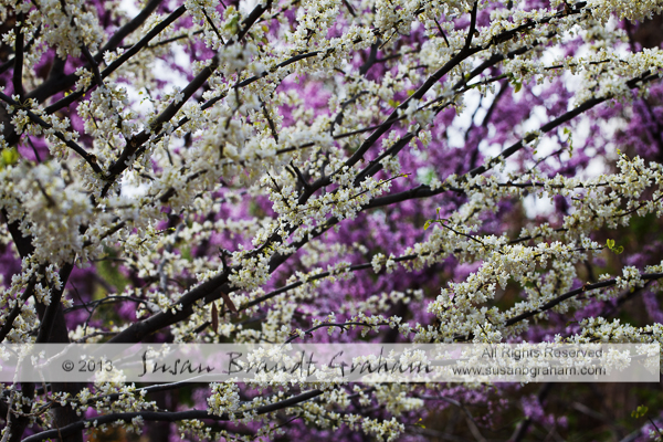 flowering trees