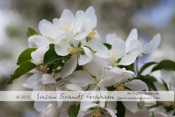 flowering trees