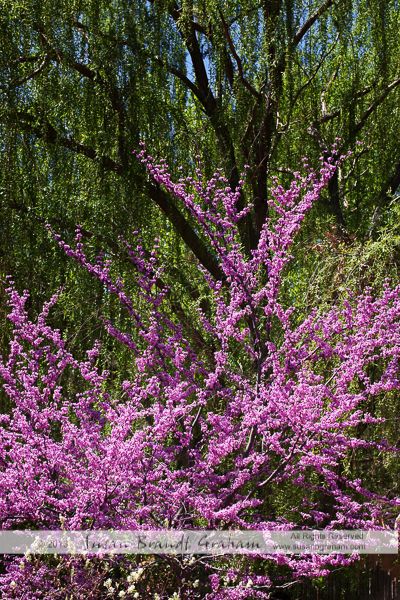 redbud and willow