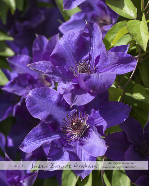 clematis