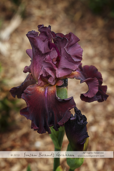 burgundy iris