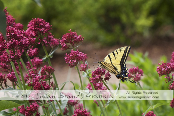 swallowtail butterfly