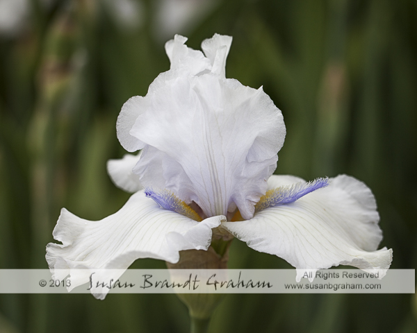 more white iris