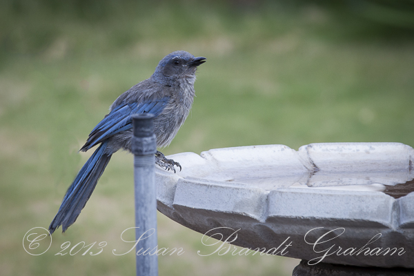 Bird scrub jay