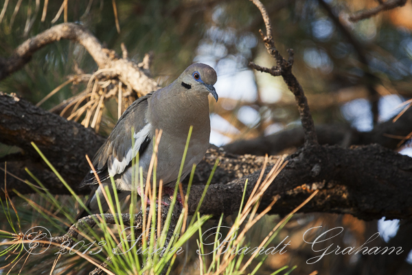 white winged dove