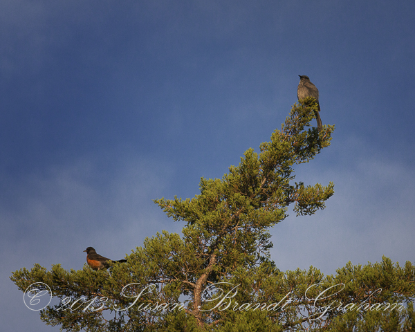 robin and scrub jay