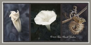 sacred datura