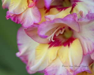 Floral Fireworks