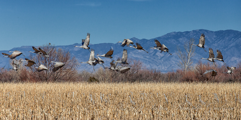 Sandhill Cranes