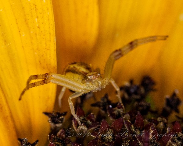 crab spiders