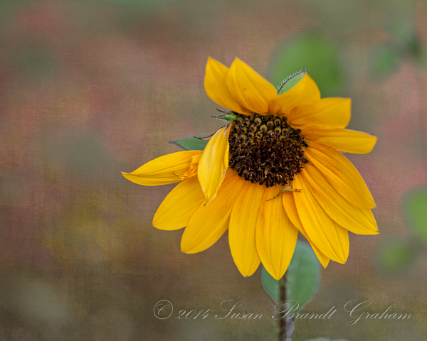 sunflower with crab spider