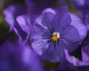 Floral Photography