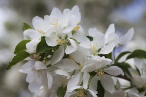 floral photography