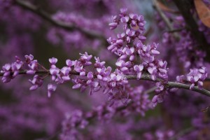 Floral photography