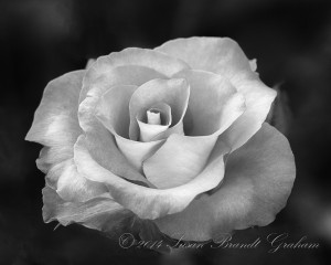 rose photography Leonidas