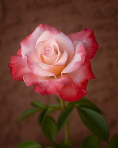 rose photography Gemini