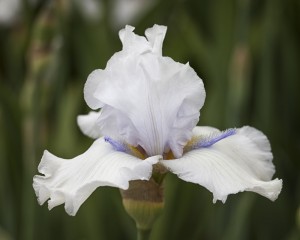 floral photography