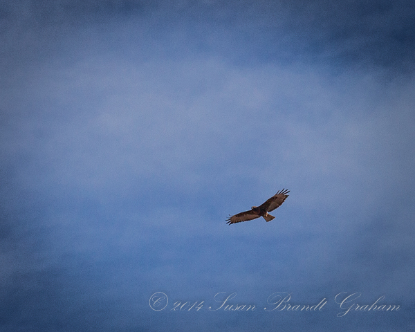 Golden Eagle birds of new mexico