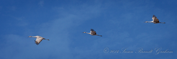 Sandhill Cranes Birds of New Mexico