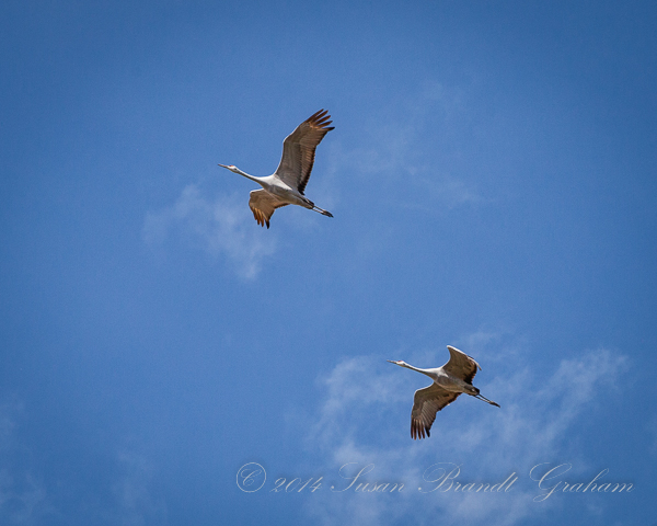 Sandhill Cranes birds of new mexico