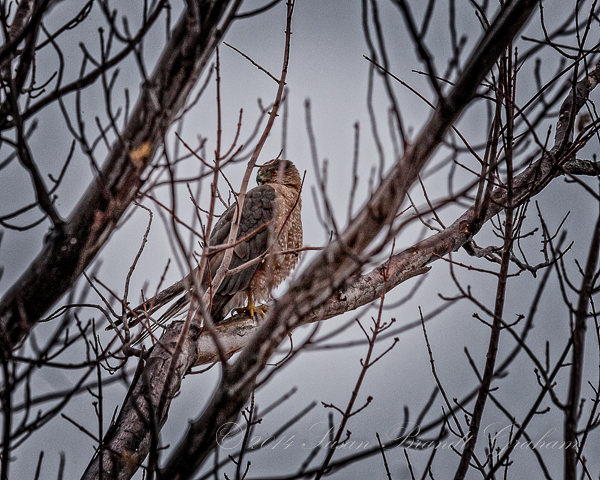 Cooper's Hawk