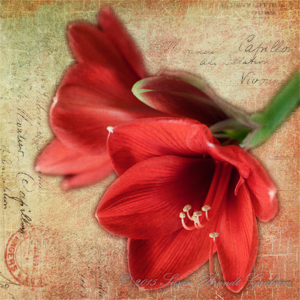 amaryllis