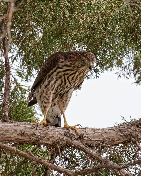 Cooper's hawk