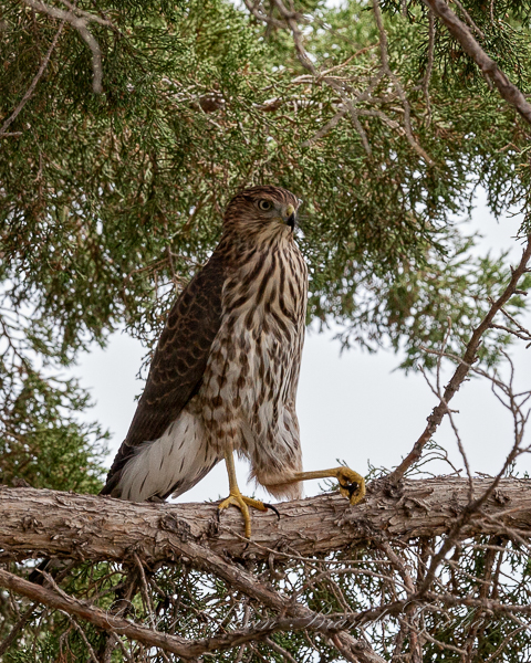 Cooper's hawk with prey