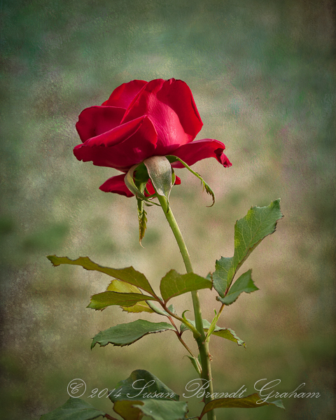 roses veterans honor