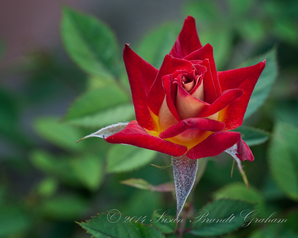 roses Glowing Amber