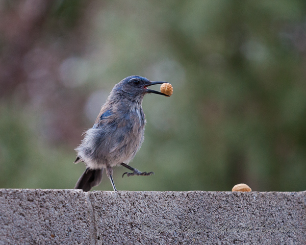 fledgling scrub jay