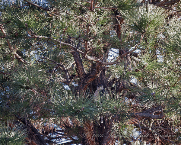 Cooper's hawk