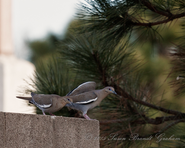 white winged doves