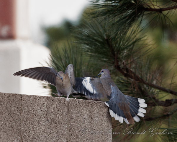 white winged doves