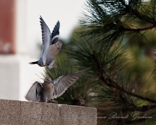 white winged doves