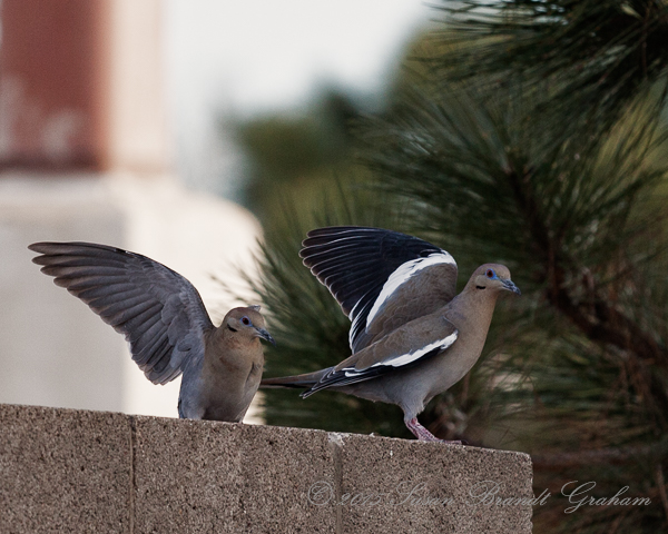 white winged doves