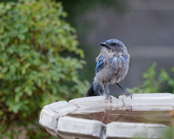 Woodhouser's Scrub-Jay