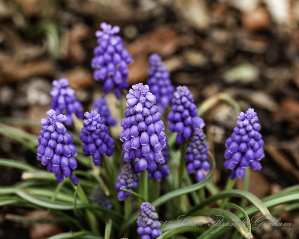 early spring flowers grape hyacinths