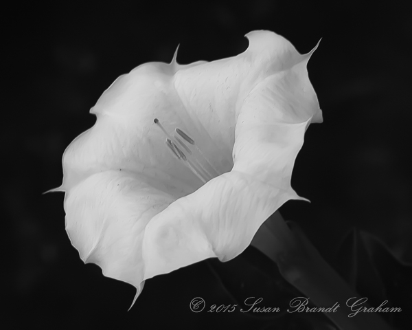 datura