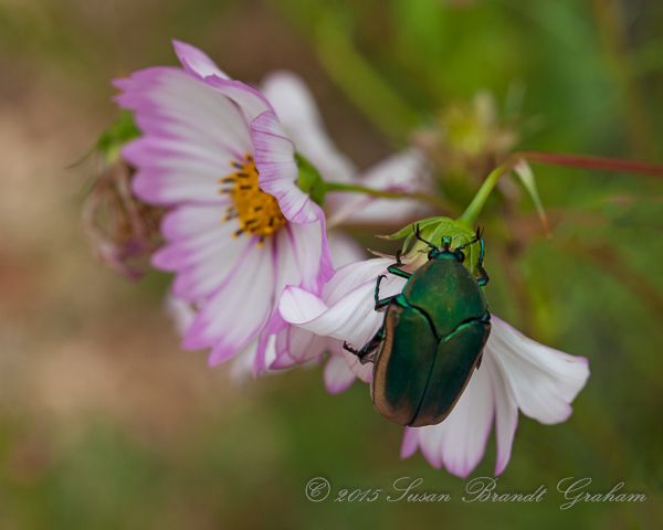 summer insects june bug