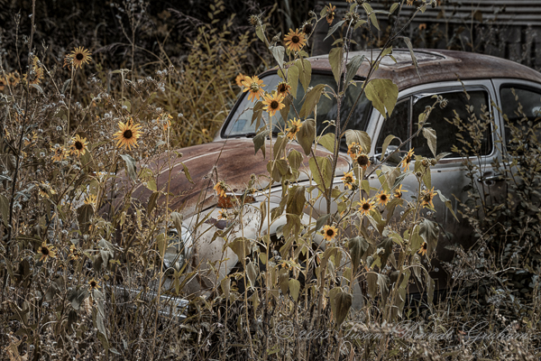 old cars and sunflowers