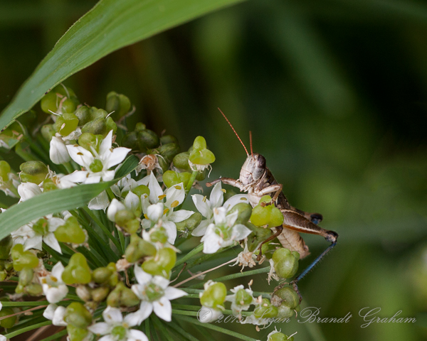 summer insects grasshopper