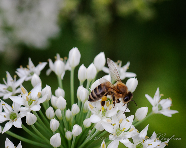 summer insects bee